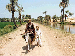エジプトではロバが自転車代わり(用水路をはさんで砂漠と緑の農地が隣同士)