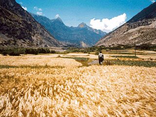 ネパールにて（アンナプルナ山中の麦畑）